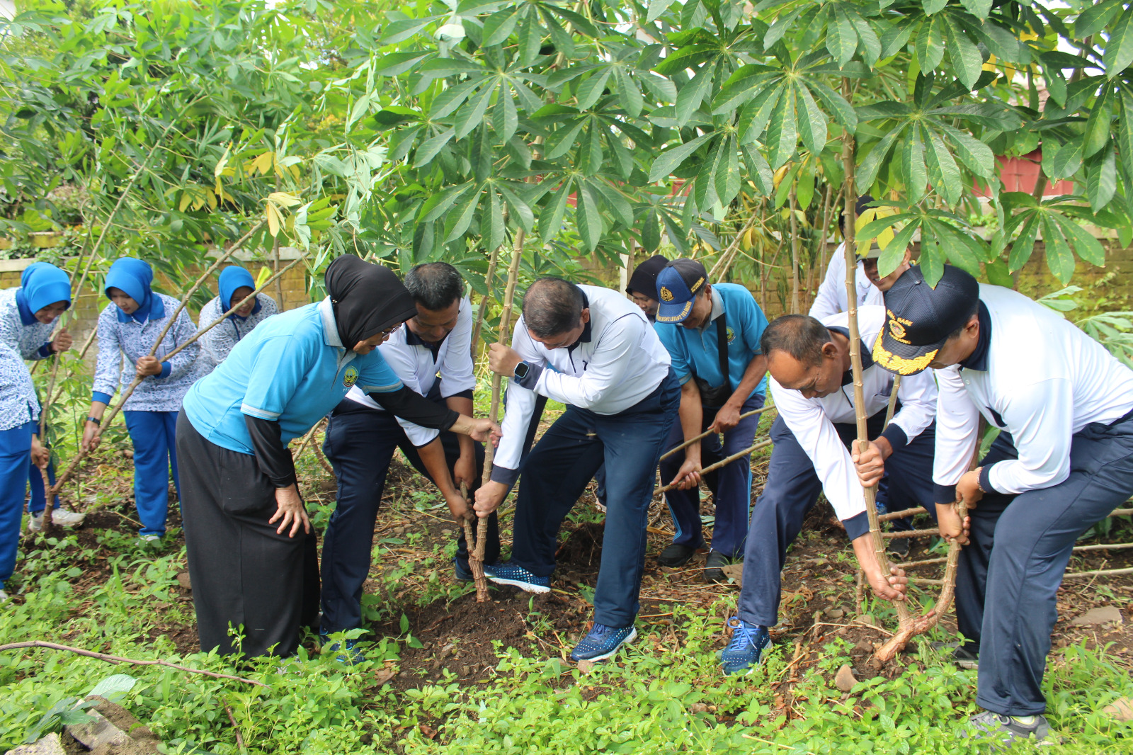 Program Ketahanan Pangan TNI Angkatan Laut, Danlanal Bandung Laksanakan Panen Jagung dan Panen Raya Ketahanan Pangan Lanal Bandung